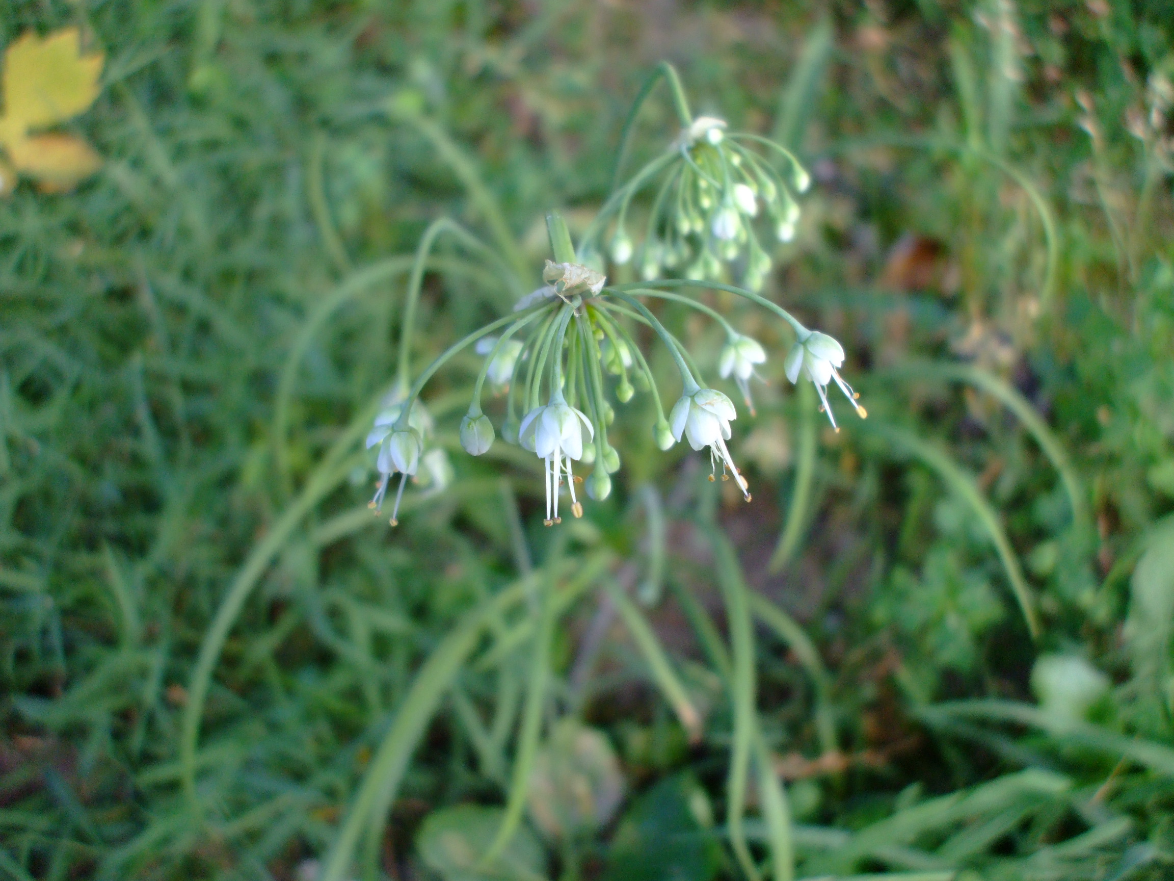 Allium oxyphilum
